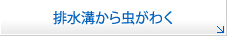 排水溝から虫がわく