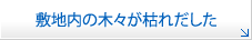 敷地内の木々が枯れだした